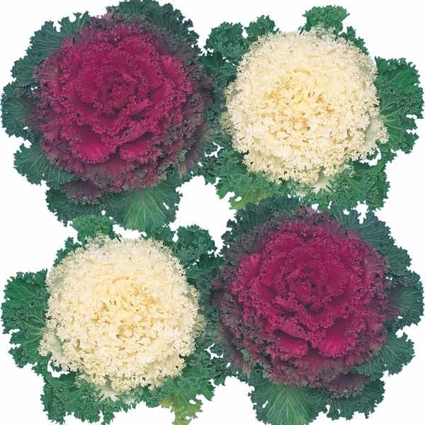 種 花たね 縮緬葉牡丹混合 1袋（30粒)