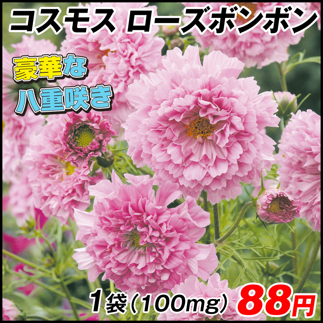 種 花たね コスモス ダブルクリック ローズボンボン 1袋（100mg)
