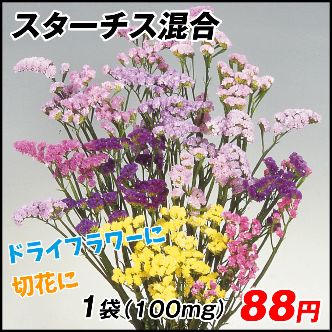 種 花たね スターチス混合 1袋（100mg)