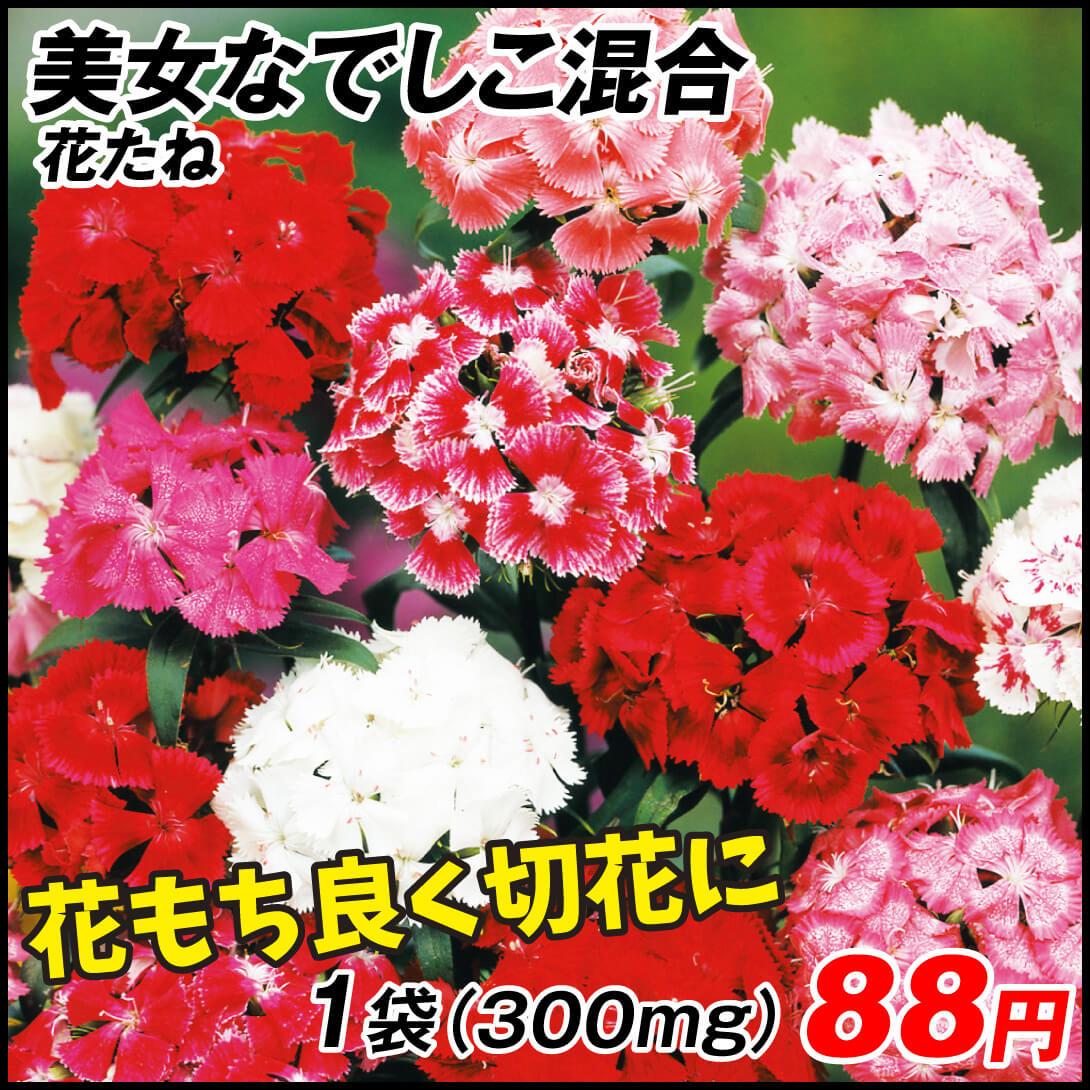 種 花たね 美女なでしこ混合 1袋（300mg)