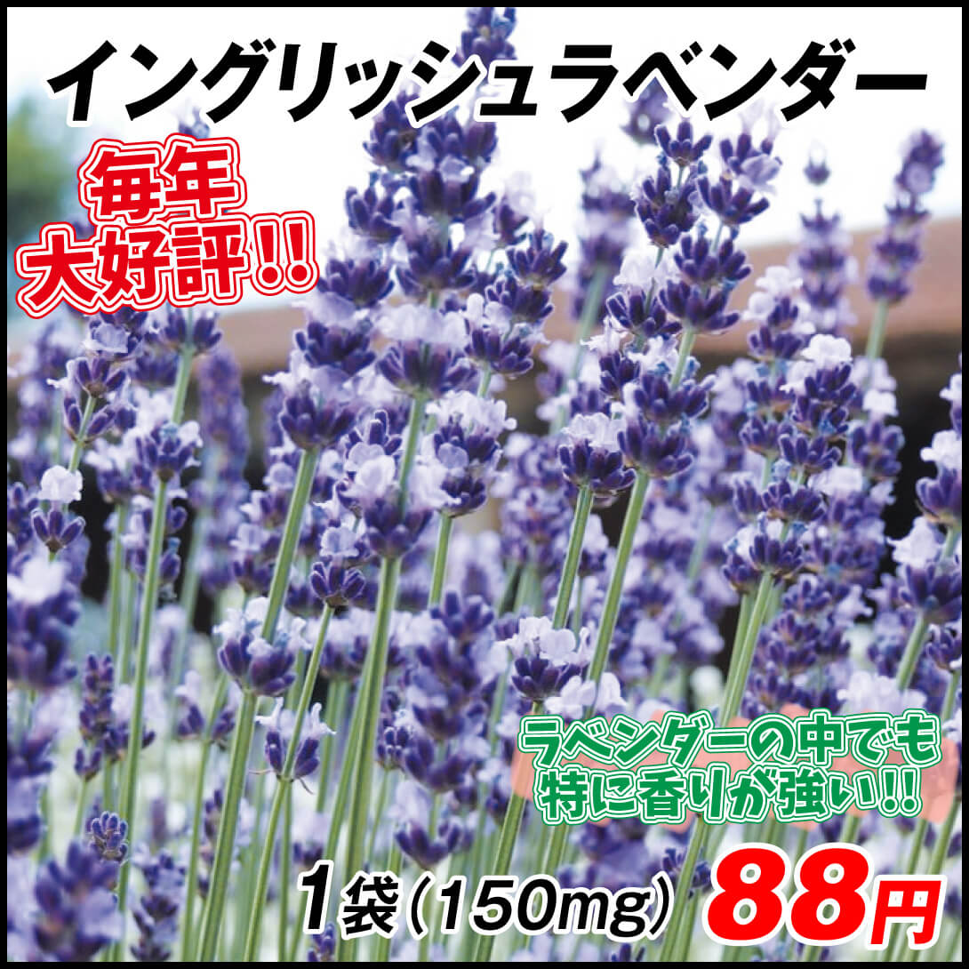 種 花たね イングリッシュラベンダー 1袋（150mg)