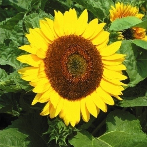 種 花たね ひまわり 太陽 1袋(1000mg)