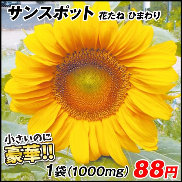 種 花たね ひまわり サンスポット 1袋(1000mg)