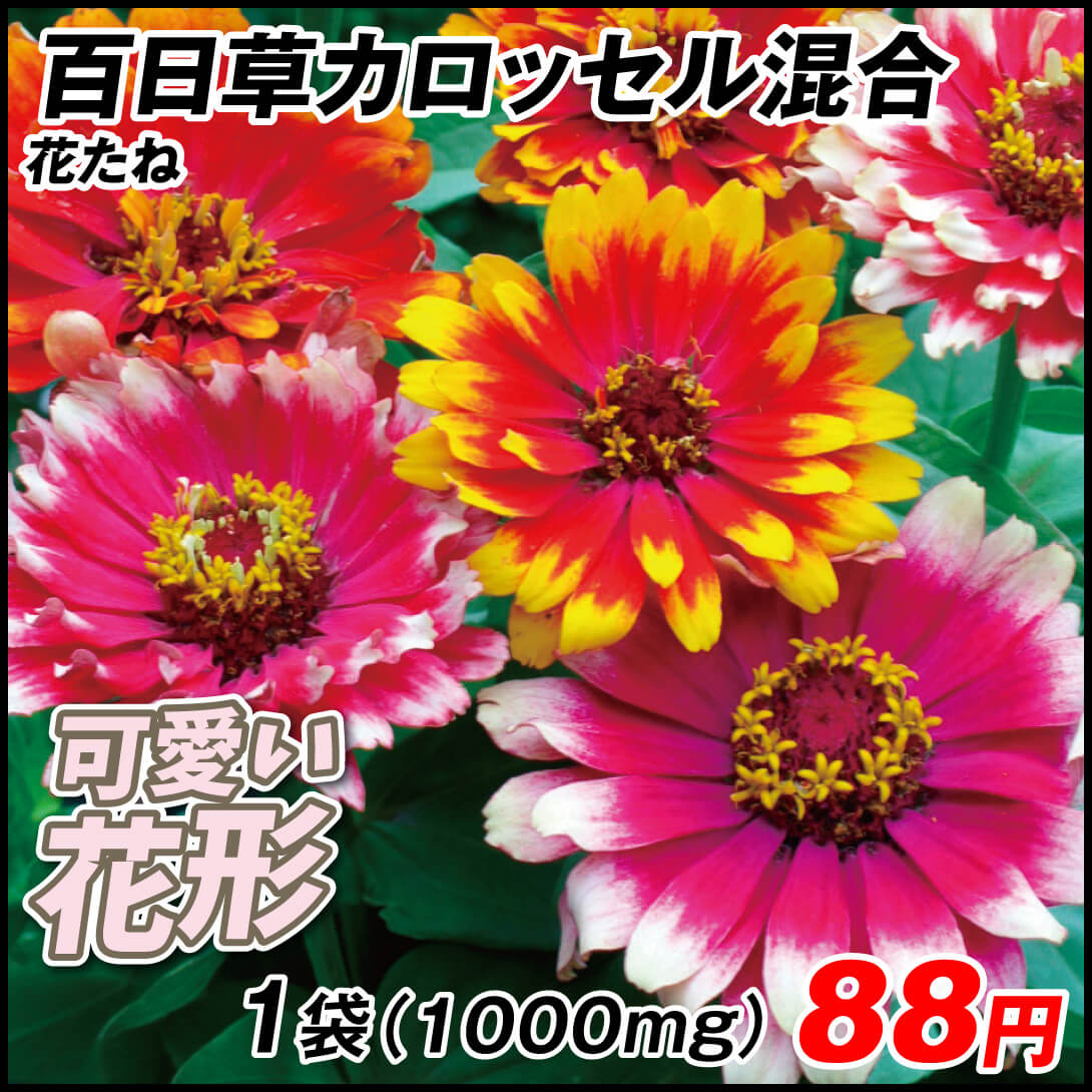 種 花たね 百日草カロッセル混合 1袋(1000mg)