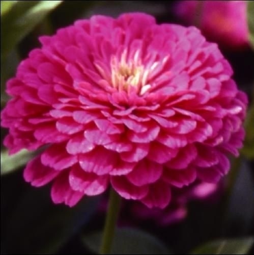 種 花たね 百日草 バイオレット 1袋 (1000mg)