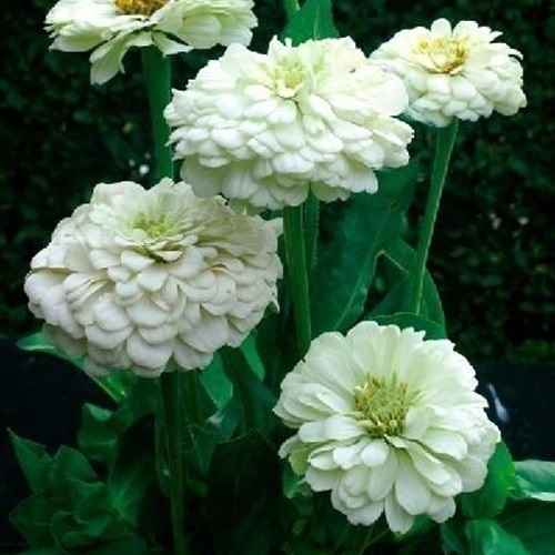 種 花たね 百日草ホワイト 1袋(1000mg)