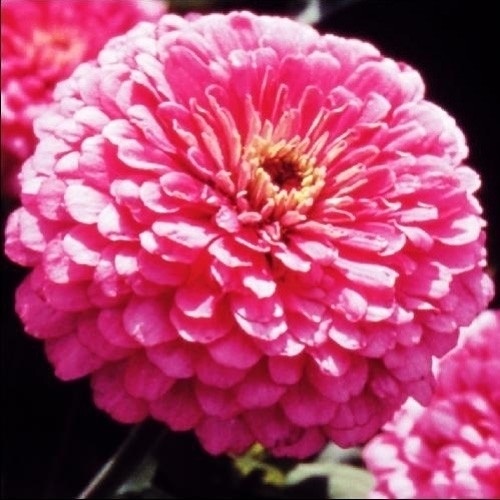 種 花たね 百日草ピンク 1袋(1000mg)