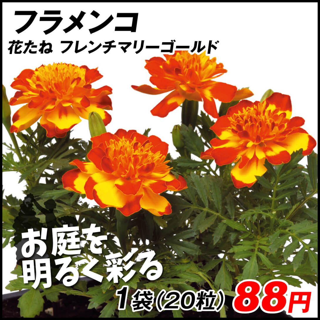 種 花たね フレンチマリーゴールド フラメンコ 1袋（20粒)