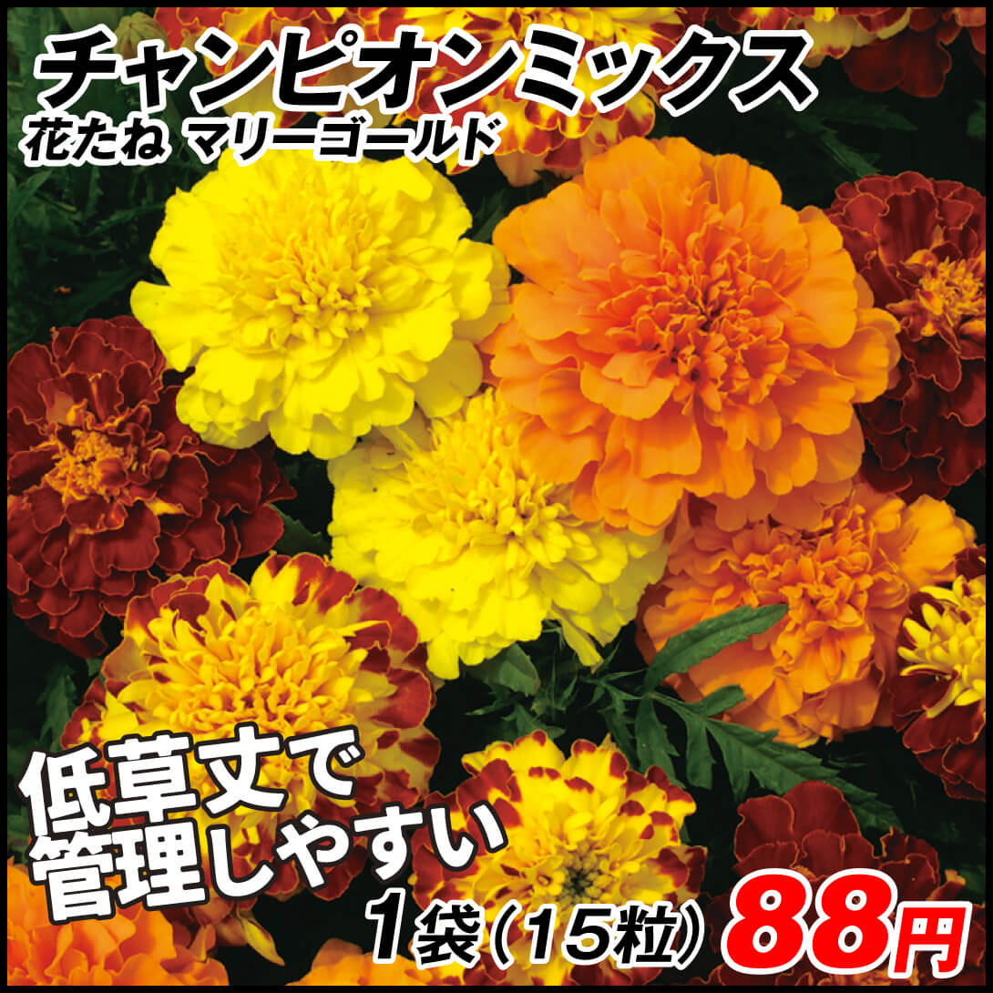 種 花たね フレンチマリーゴールド チャンピオンミックス 1袋(200mg)