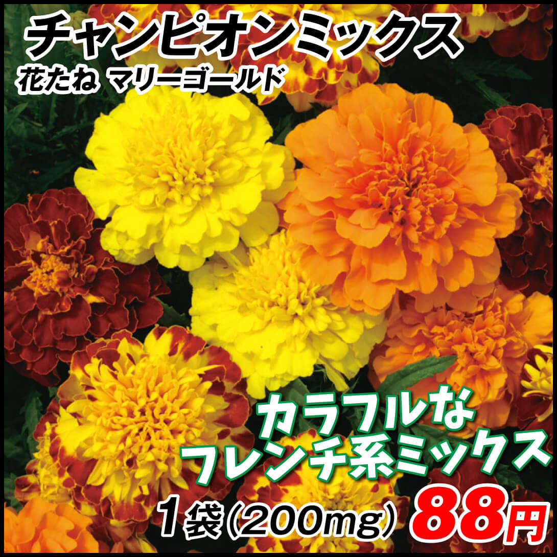 種 花たね フレンチマリーゴールド チャンピオンミックス 1袋(200mg)