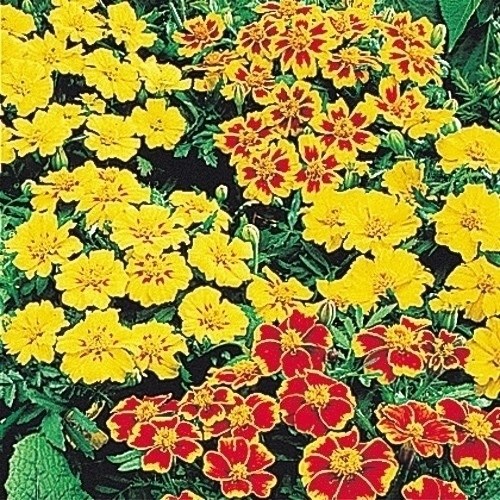 種 花たね フレンチマリーゴールド 一重咲混合 1袋（500mg)