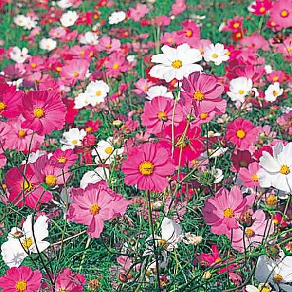 種 花たね 矮性コスモス混合 1袋（500mg)