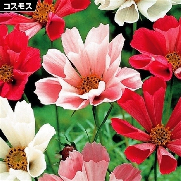 種 花たね コスモス シーシェルミックス 1袋（400mg)