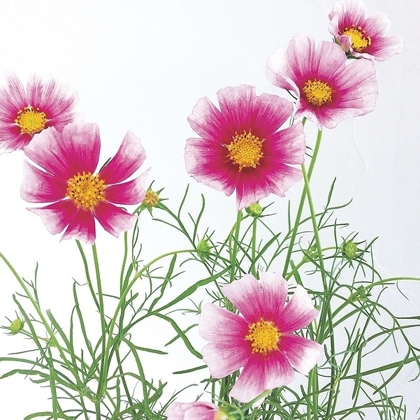 種 花たね コスモス 日の丸 1袋（20粒)