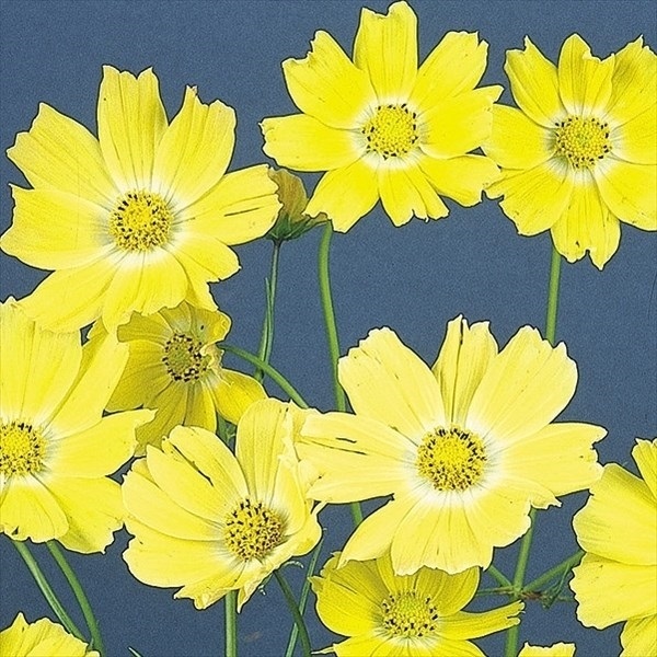 種 花たね コスモス イエロー 1袋（20粒)