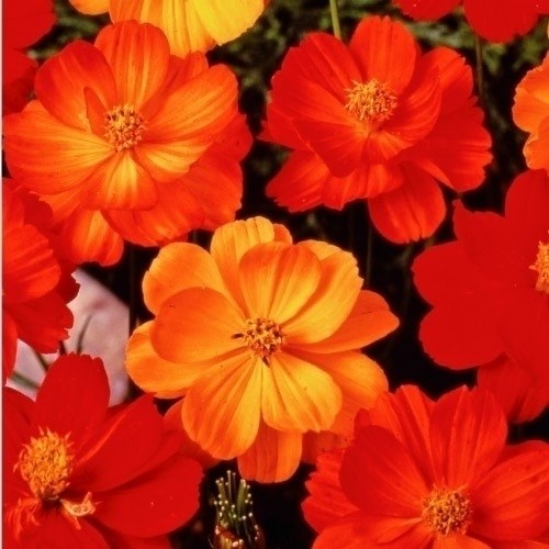種 花たね コスモス 黄花コスモス ポリドール 1袋（1000mg)