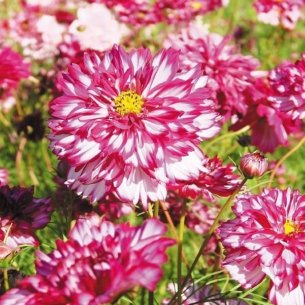 種 花たね コスモス ダブルクリック バイカラーバイオレット 1袋（100mg)