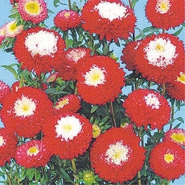 種 花たね ポンポンアスターバイカラーレッド 1袋（400mg)
