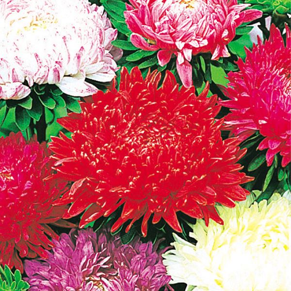 種 花たね アスター 牡丹咲アスターレッド 1袋（400mg)