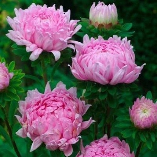 種 花たね 牡丹咲アスターコーラルローズ 1袋（400mg)