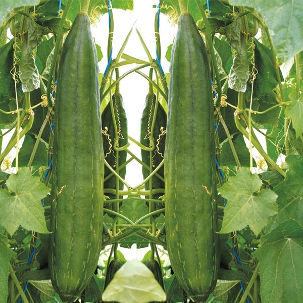 種 花たね へちま 1袋（10粒)