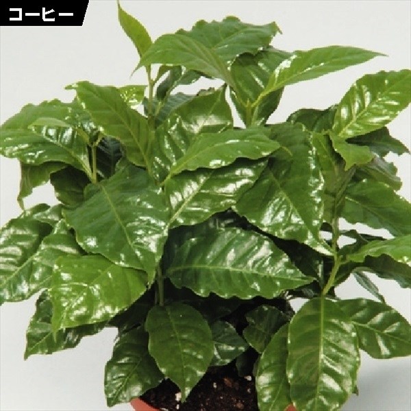 種 花たね 変わりタネ コーヒー 1袋（6粒)