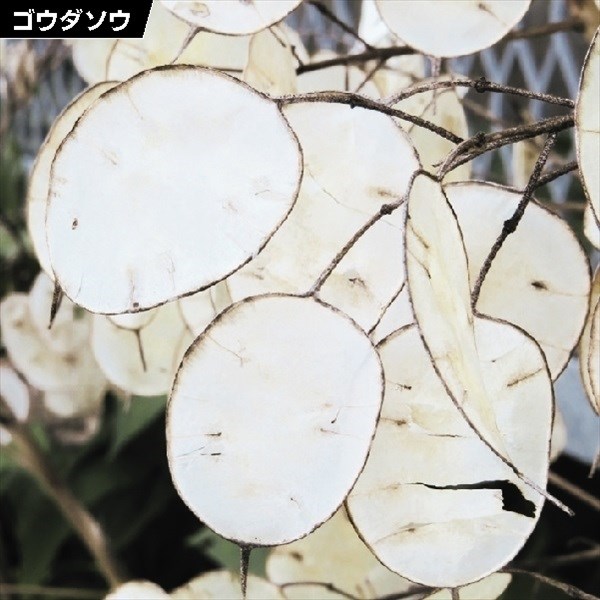 種 花たね ゴウダソウ 白花 1袋(500mg)