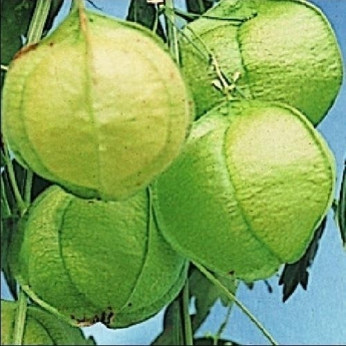 種 花たね 風船かずら 1袋（700mg)