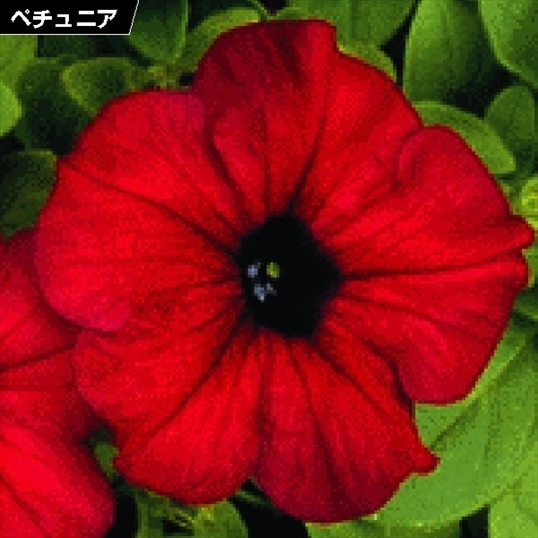 種 花たね ペチュニア レッド 1袋（20粒)