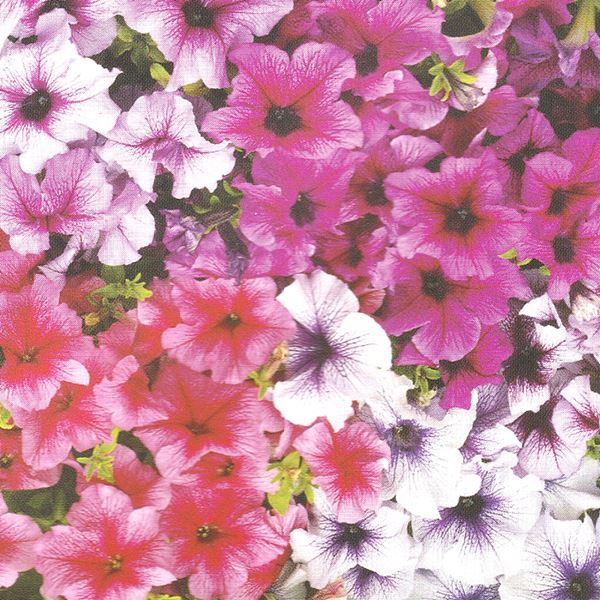 種 花たね ペチュニア プリズムサンデーミックス 1袋（20粒)