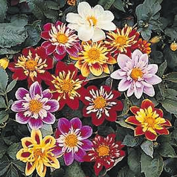 種 花たね ダリア コラレット咲混合 1袋（250mg)