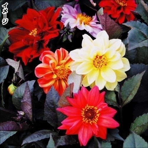 種 花たね ダリア レッドスキン 1袋（250mg)