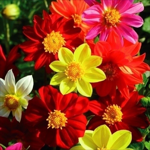 種 花たね ダリア ミグノン混合 1袋（300mg)