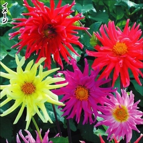種 花たね ダリア カクタス咲混合 1袋（250mg)