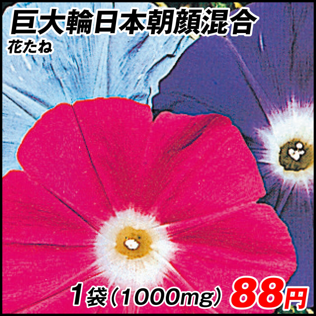 種 花たね 朝顔 巨大輪日本朝顔混合 1袋(15粒)