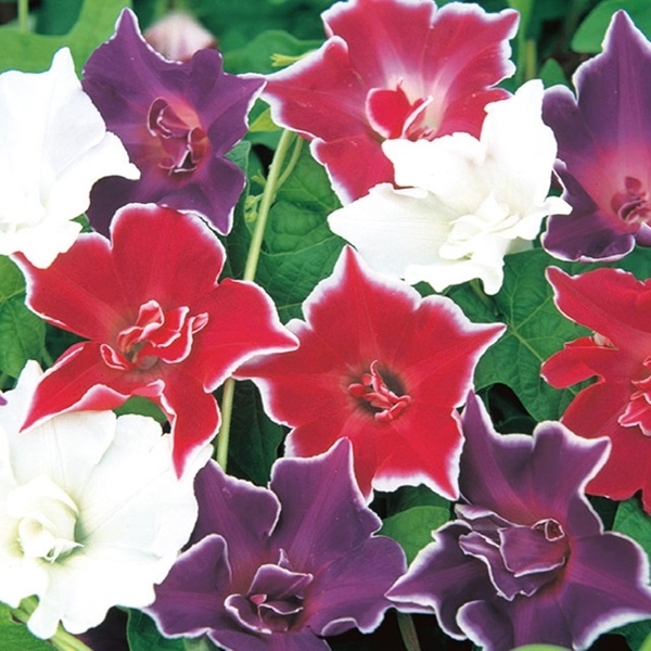 種 花たね 朝顔 キキョウ咲朝顔混合 1袋（10粒)