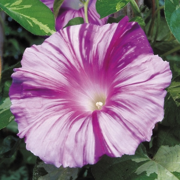 種 花たね 日本朝顔 天の紫涼 1袋（10粒)
