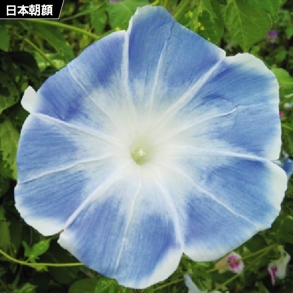 種 花たね 日本朝顔 薄青 1袋(10粒)