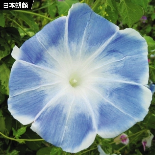 種 花たね 日本朝顔 薄青 1袋（10粒)