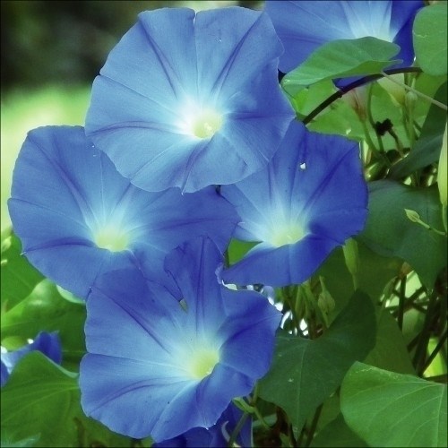 種 花たね 西洋朝顔ヘブンリーブルー 1袋(700mg)