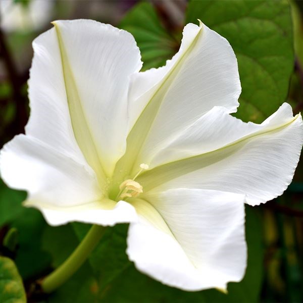 種 花たね ヨルガオ 1袋（10粒)