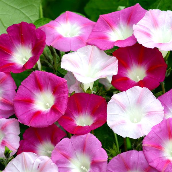 種 花たね 西洋朝顔 ローズミックス 1袋（700mg)