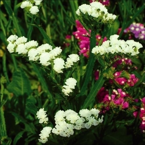 種 花たね スターチス ホワイト 1袋(100mg)