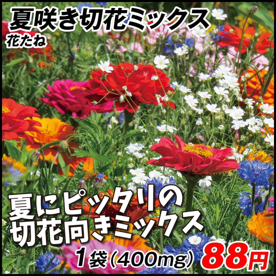 種 花たね スペシャルミックス 夏咲き切花ミックス 1袋（400mg)
