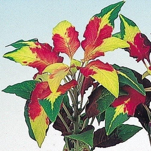 種 花たね 三色葉げいとう 1袋（80粒)