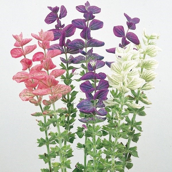 種 花たね サルビア マーブルアーチミックス 1袋（20粒)