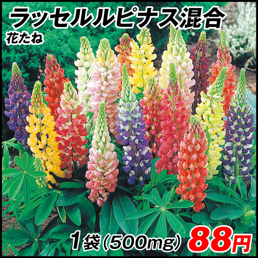 種 花たね ラッセルルピナス混合 1袋（500mg)