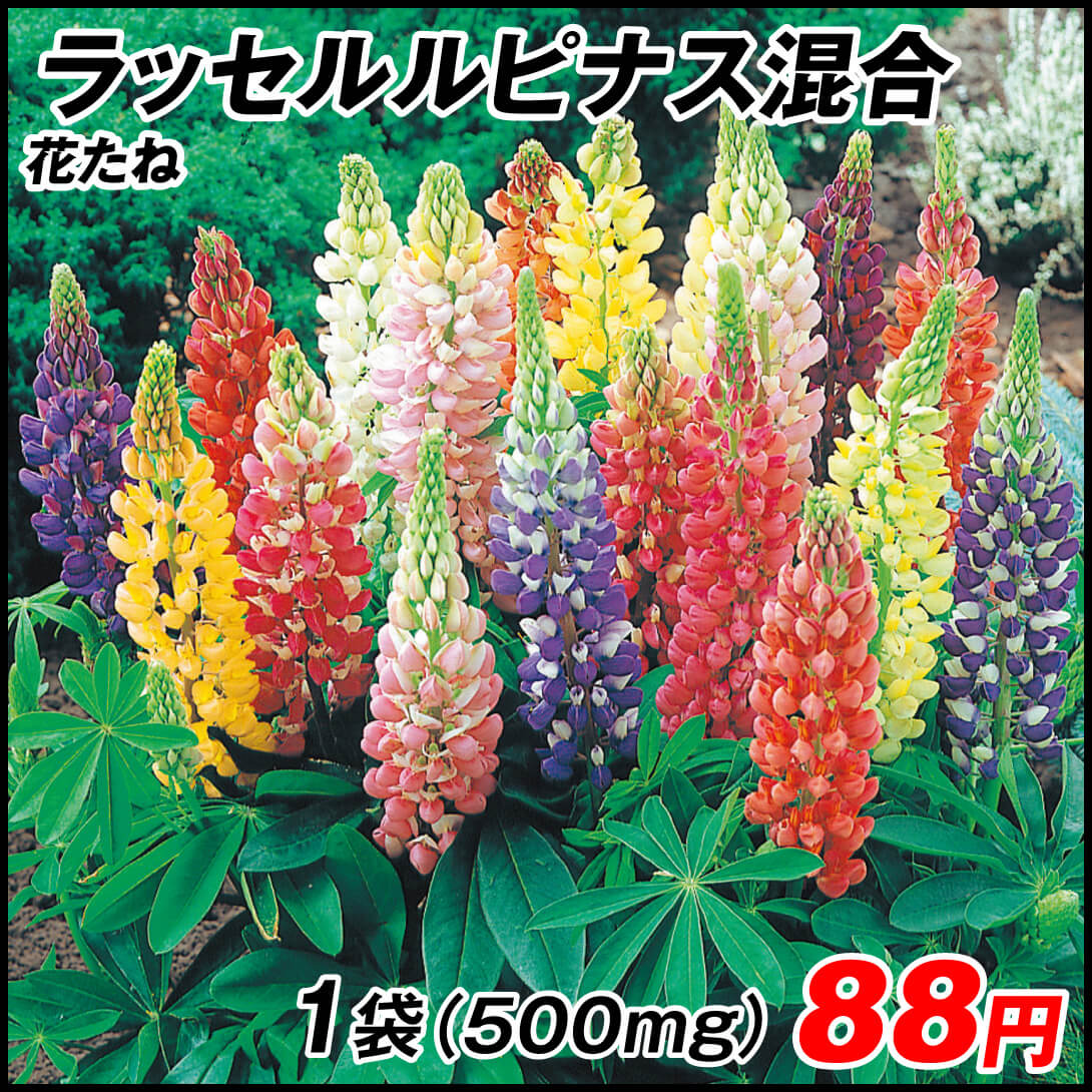 種 花たね ラッセルルピナス混合 1袋(500mg)