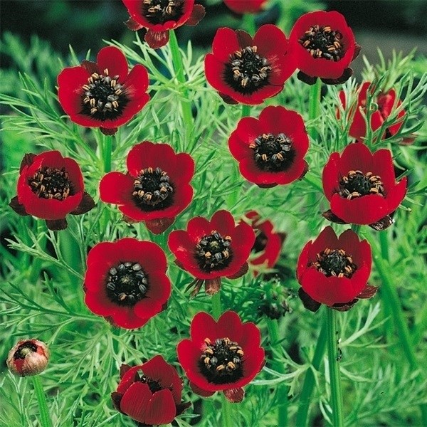 種 花たね 夏咲福寿草 1袋（2000mg)