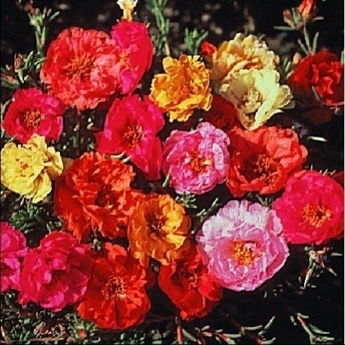 種 花たね 花壇向き 八重咲マツバボタン混合 1袋（100mg)
